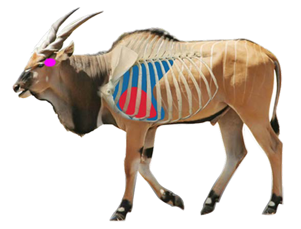 B1 Printed Animal Target Eland