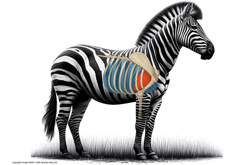 B1 Printed Animal Target Zebra